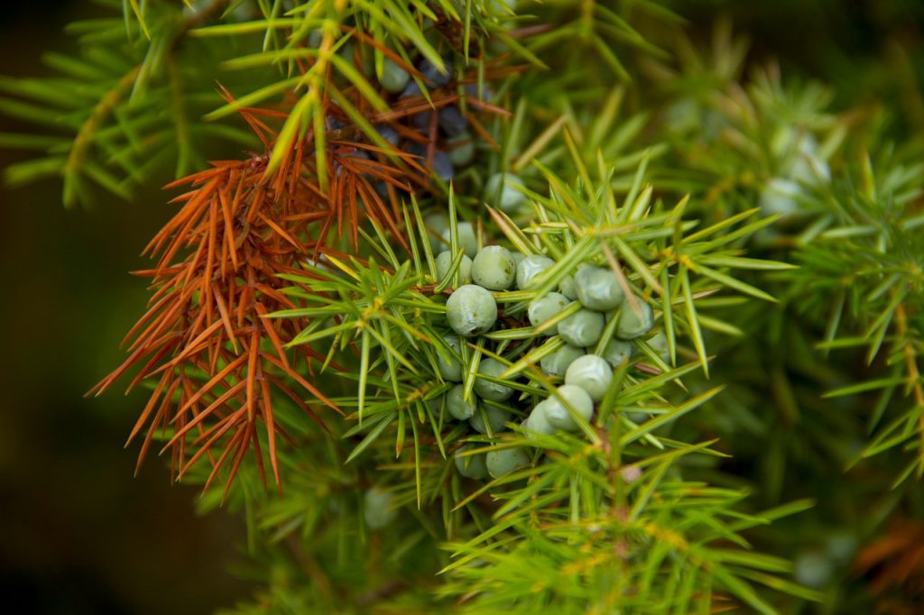 juniper-455477_1280